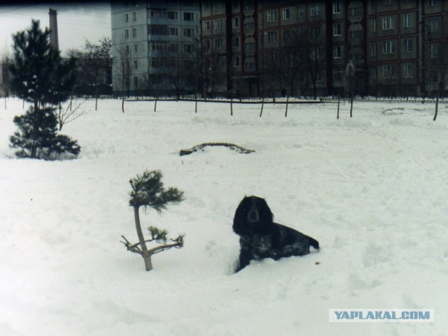 Всё началось с того, что на нашей помойке поселился бродячий пёс