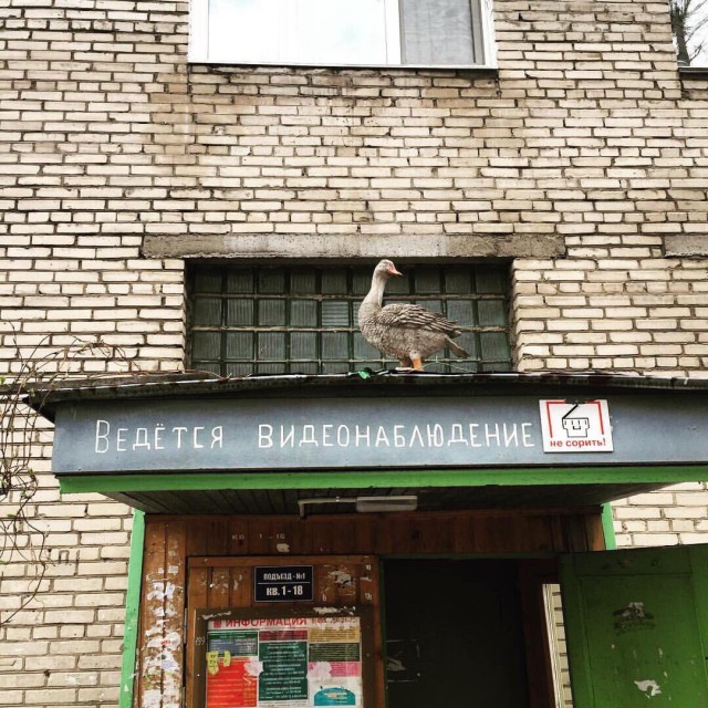 Нестандартный юмор