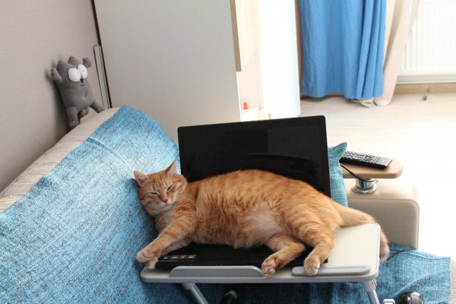 Котовторник