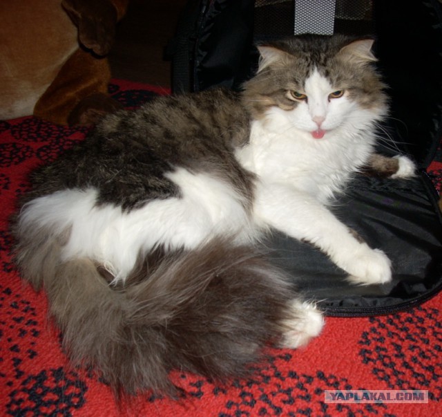 Котовторник 29.5.18