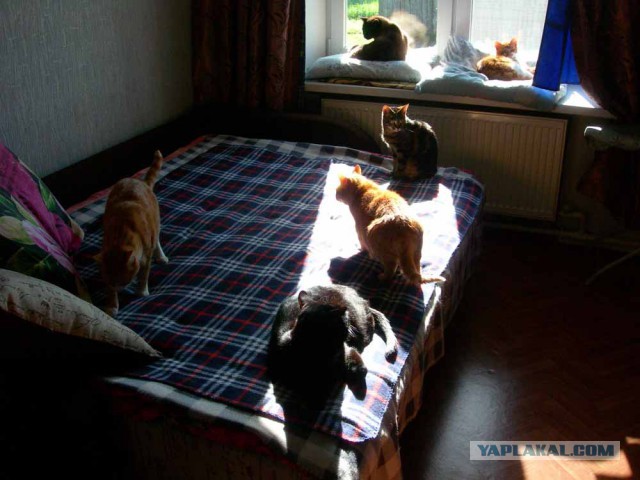 Котовторник 29.5.18