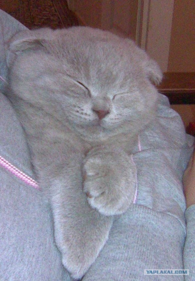 Котовторник (24.03)