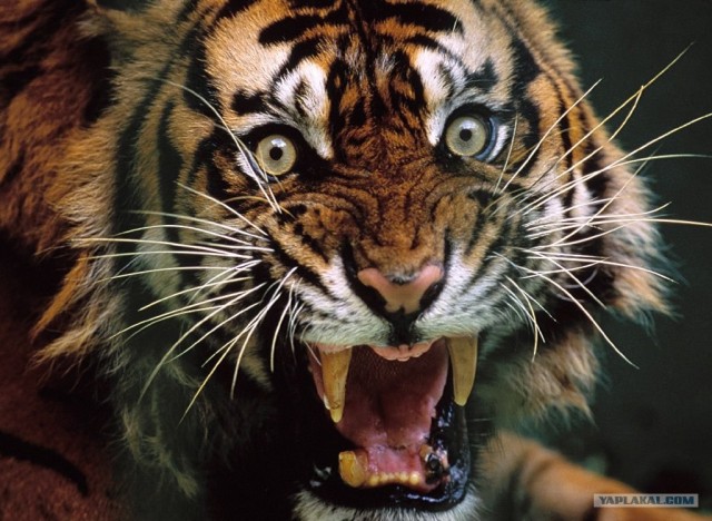 В сафари-зоопарке очень умные тигры (5 фото)