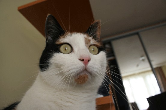 Ну что, котовторник?