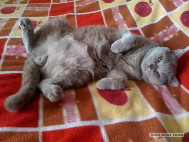 Распорядок кота на неделю