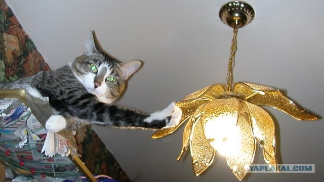 Котовторник 15.02.2011