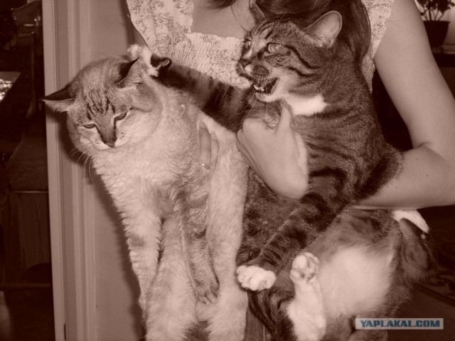 Котовторник 06.09.11