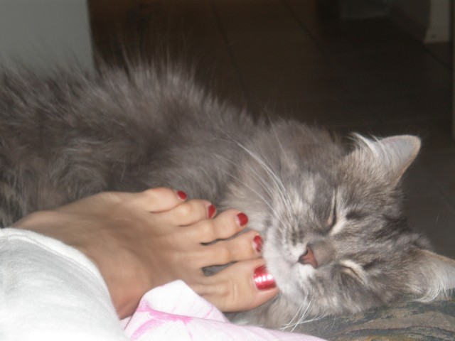 Первый котовторник октября