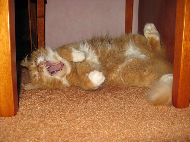 Котовторник 27.12.11