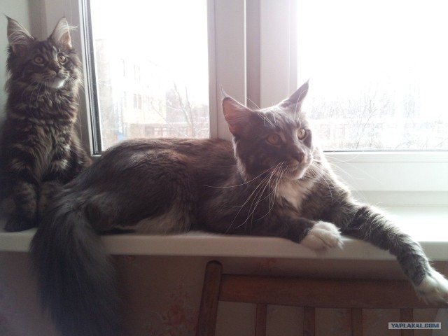 Котовторник (10.01.2012)