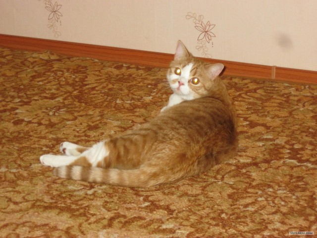 КОТОВТОРНИК (6.03.2012)