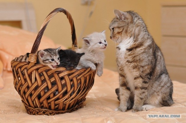 Котовторник! 13.03.2012