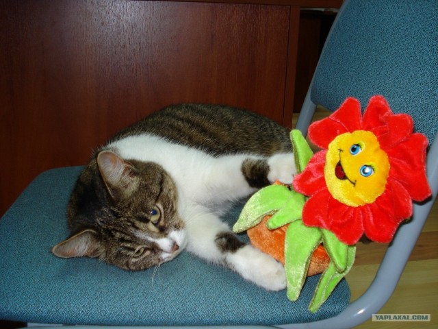 Котовторник 10.04.2012