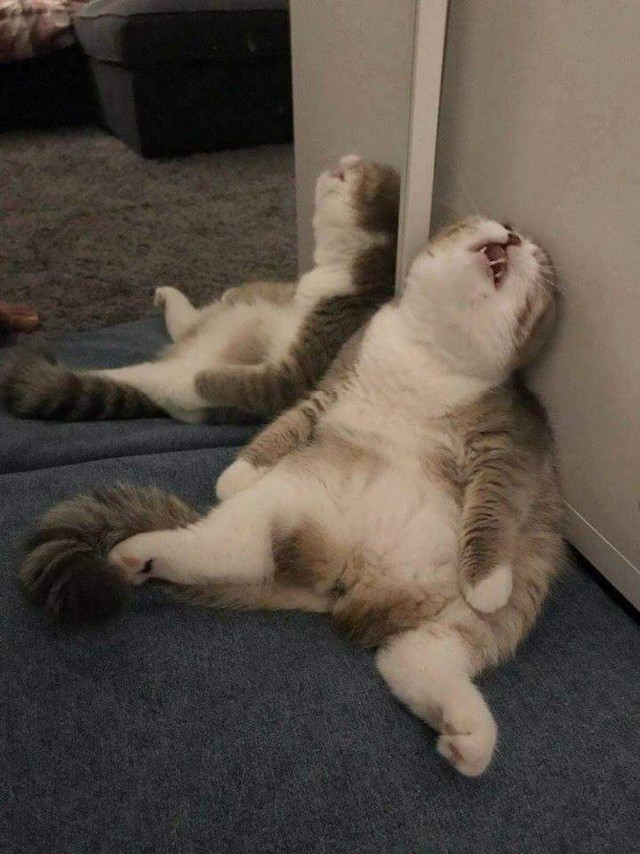 Прикольных котов пост