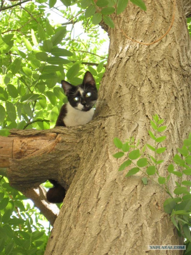 Котовторник 22.05.2012
