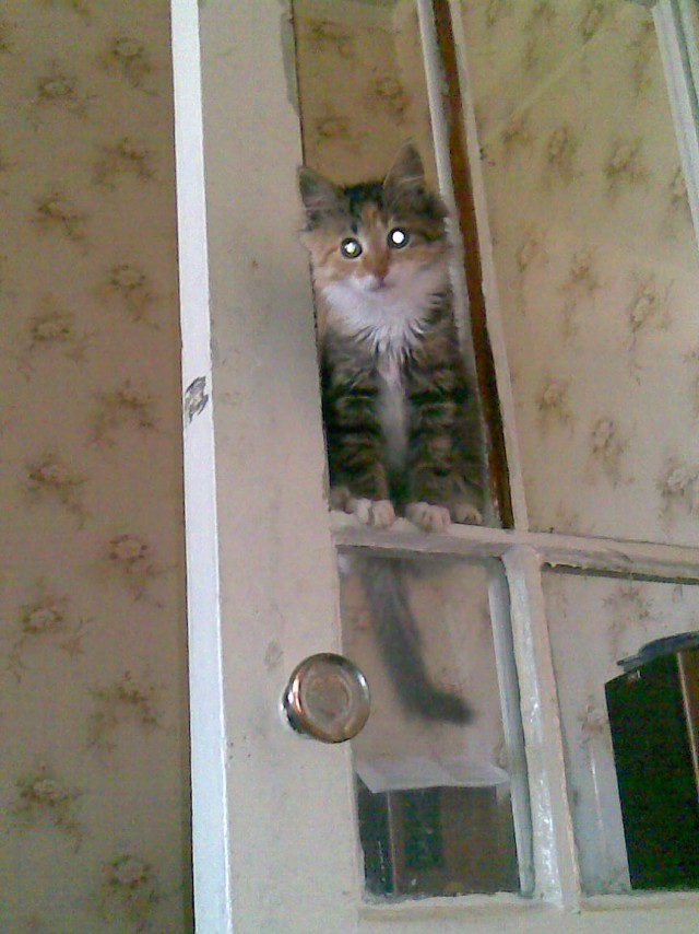 Котовторник на 26.06.12