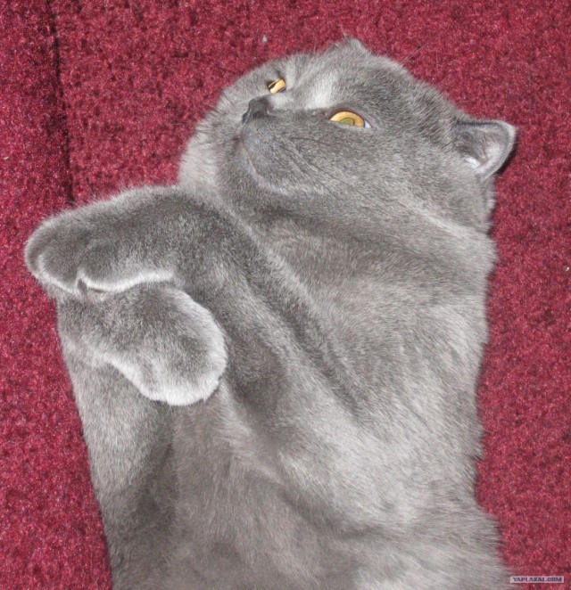 Котовторник 24.07.2012