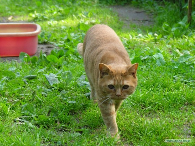 Котовторник  21.08.12