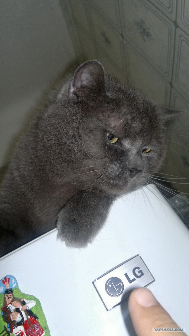 Котовторник  16.10.12