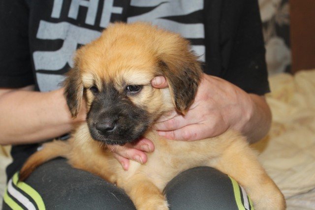 Взял еще одну рыжую из приюта