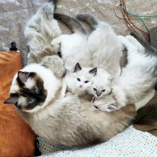 Забавные фото котеек
