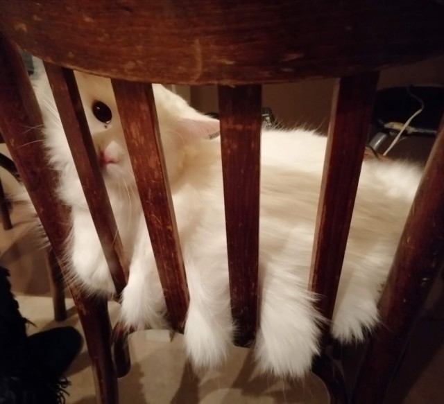 Давайте по котикам, которые с нами на самоизоляции