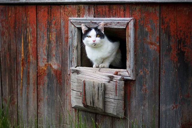Деревенские котейки
