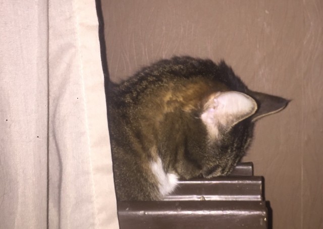Коты, которые спят где попало и как попало