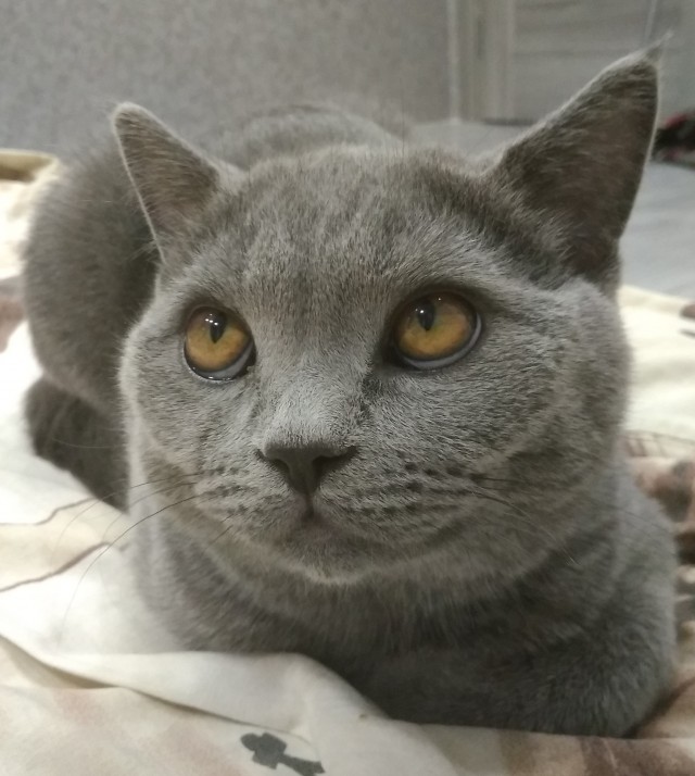 5 ошибок хозяина, которые сокращают жизнь домашней кошки