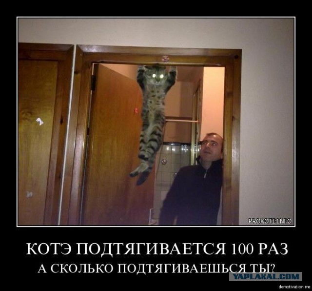 Кот: "Да... вот так, вот теперь удобно"
