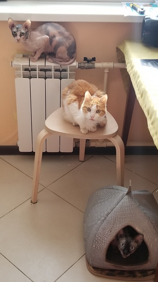 Няшка