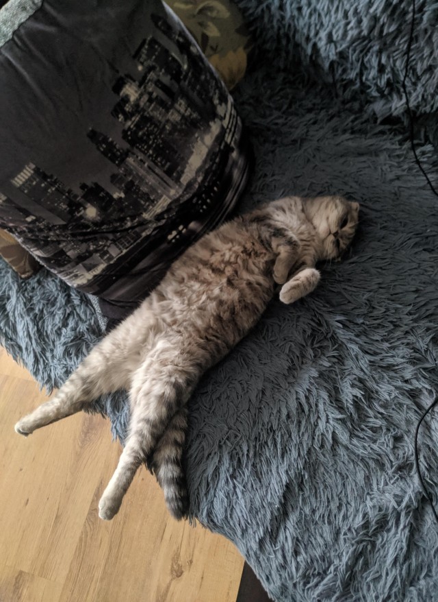Котовторник 13.10.2020