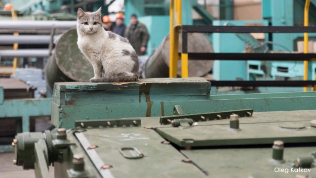 Глазки отдохните: подборка живности всякой