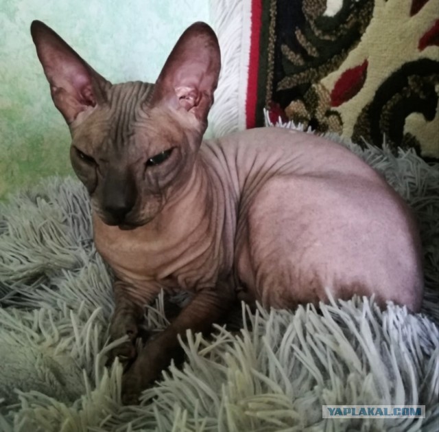 Моя красотка