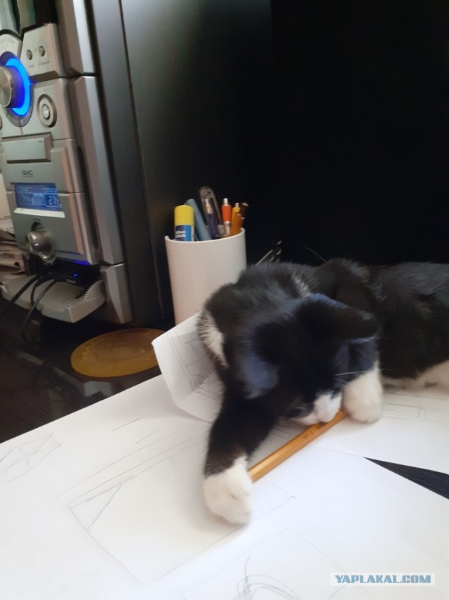 Житие одного кота. В фотографиях. Вторник же...