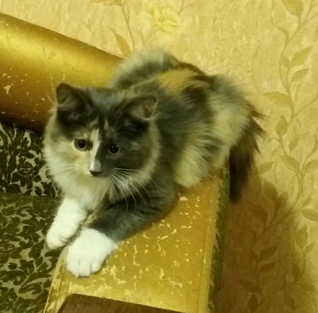 Какой породы кошка?