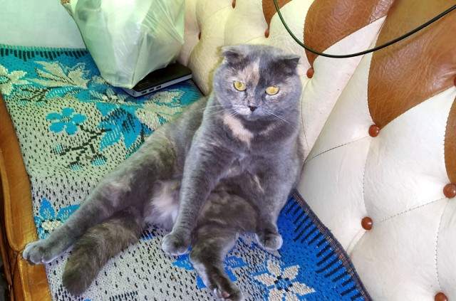 Картинки с котами и про котов