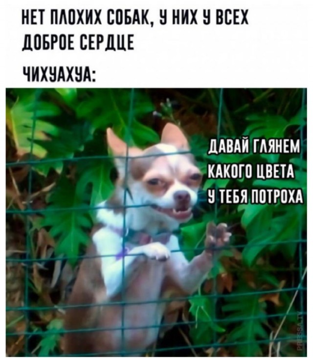 Реакция собак разных пород на нападение на хозяев