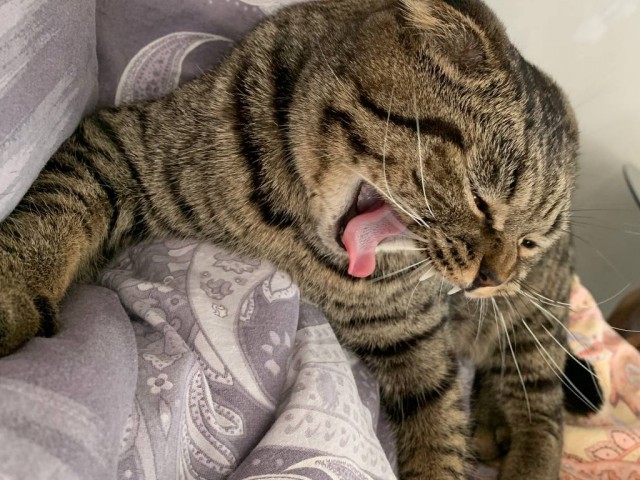 Погнали! С котовторником, други!