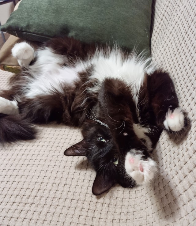 К котовторнику