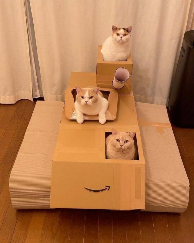 Коты, которые чихать хотели на ваше личное пространство