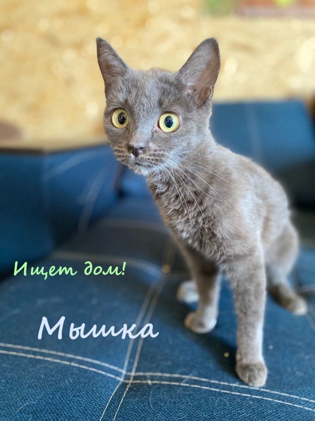 Жизнь домашнего приюта "Котоленд" 333