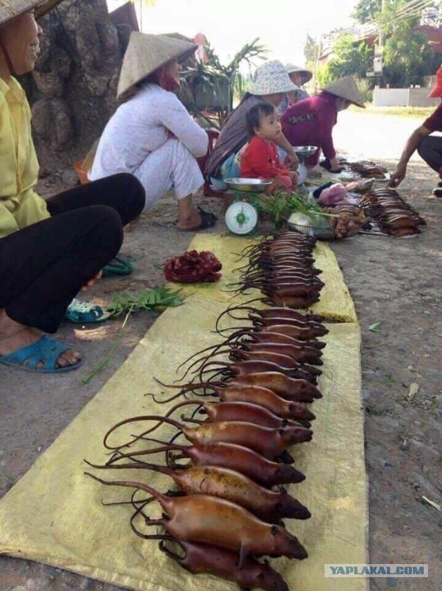 Десять самых отвратительных продуктов, которые едят люди ‒ гастрономический мазохизм