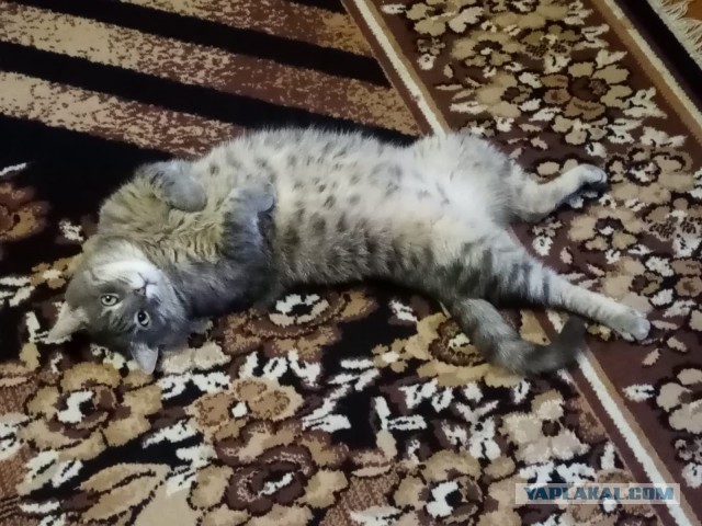 А у меня пропал кот
