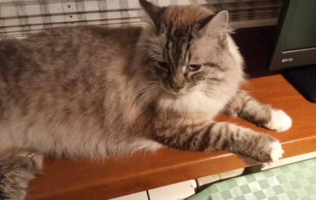 С Котовторником вас! Зовут Чеса!