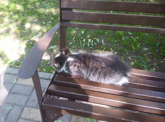 Немного милоты в котовторник