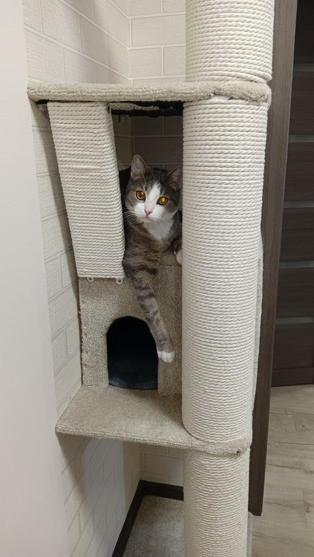 Кошкодром своими руками