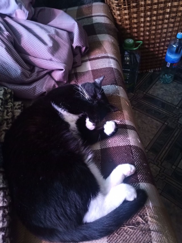 Мой котовторник