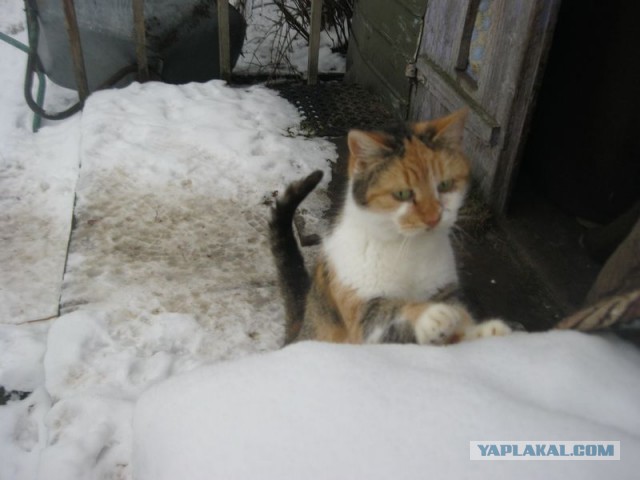Жизнь домашнего приюта для котеек 424