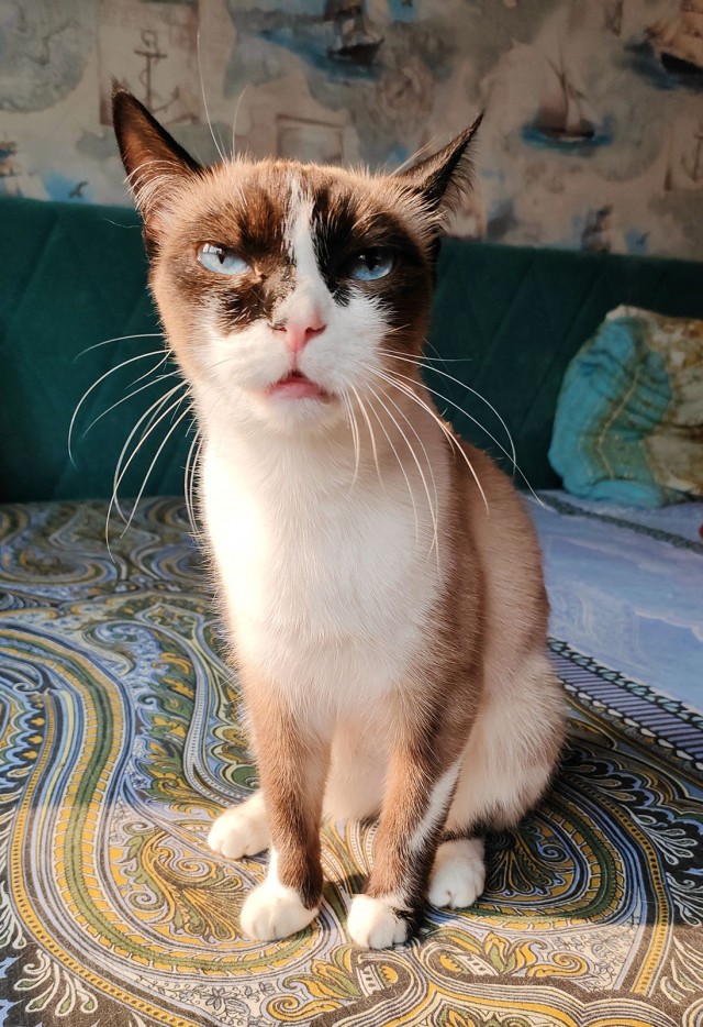 Чёрные коты не такие